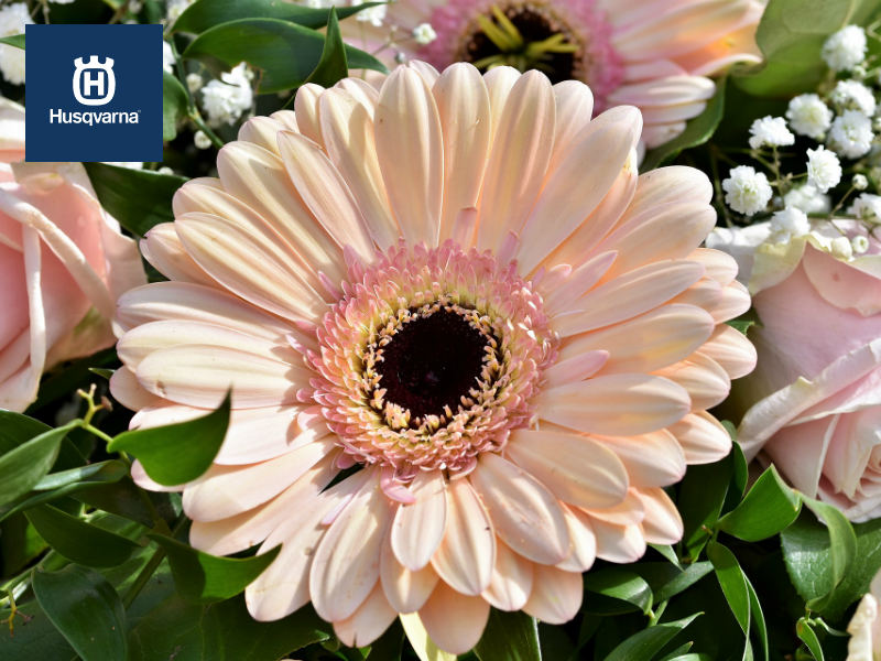 Descubre como debes cuidar y cultivar las gerberas