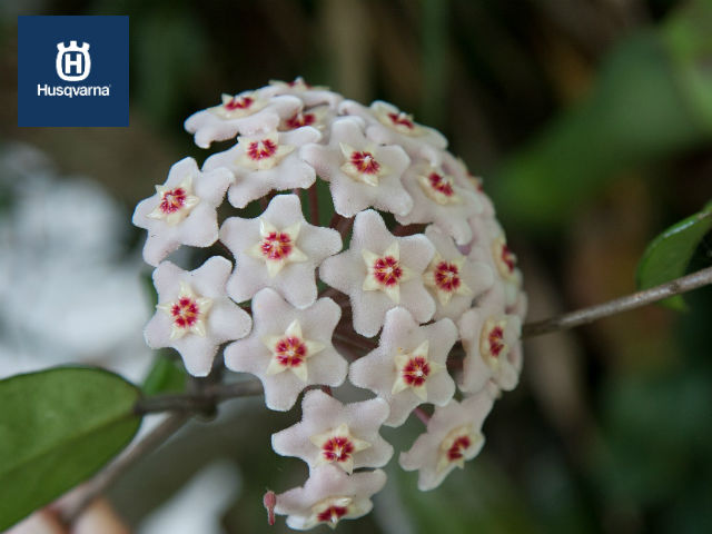 hoya-carnosa-flores