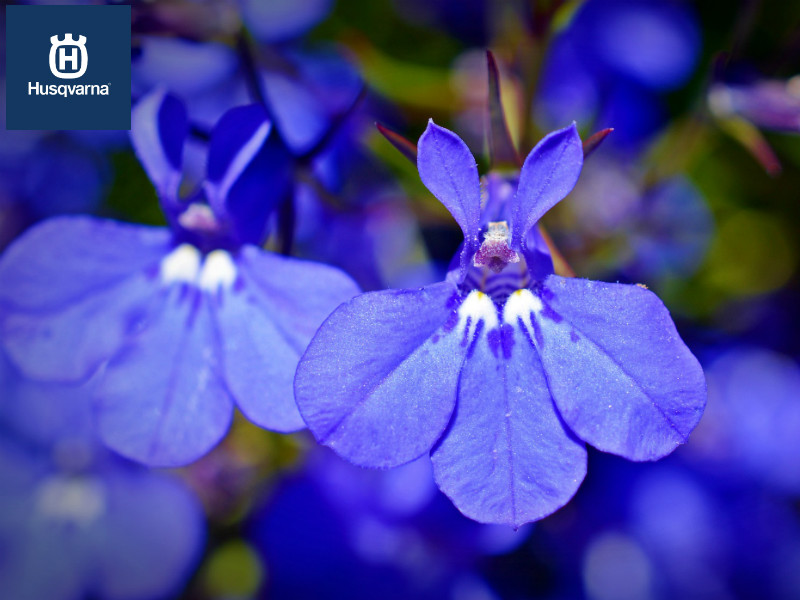 Lobelia, la planta de larga floración