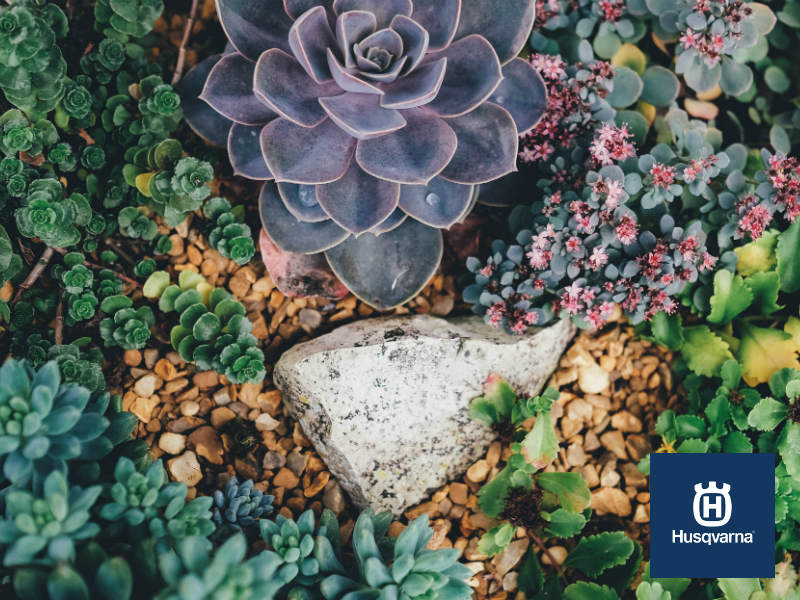 Decora tu casa con plantas crasas: resistentes, bonitas y fáciles de cultivar