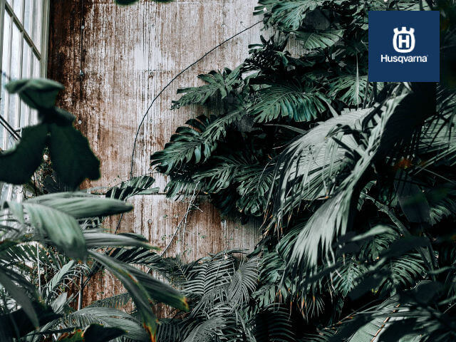 plantas-en-ventana