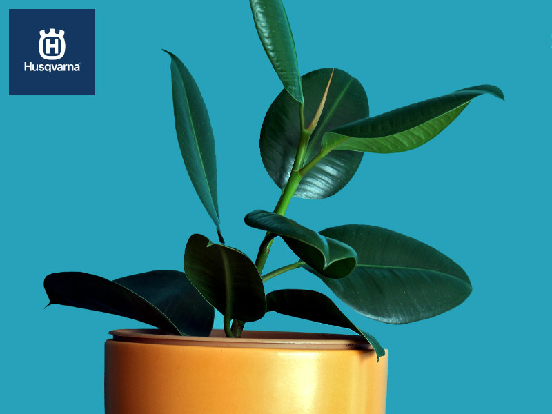 El ficus elastica, el árbol de interior y exterior