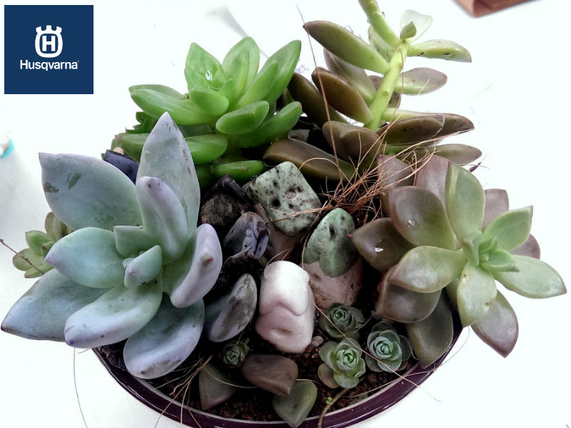 Sedum, la planta de múltiples formas