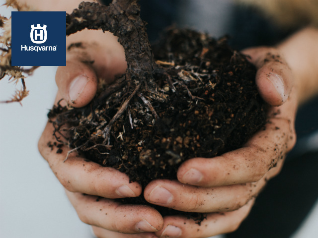 Acebo, una de plantas navideñas por excelencia más usadas - Jardines y