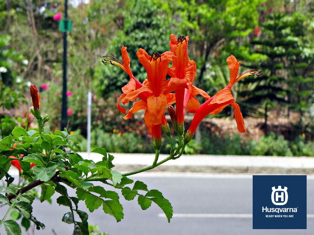 bignonia-planta