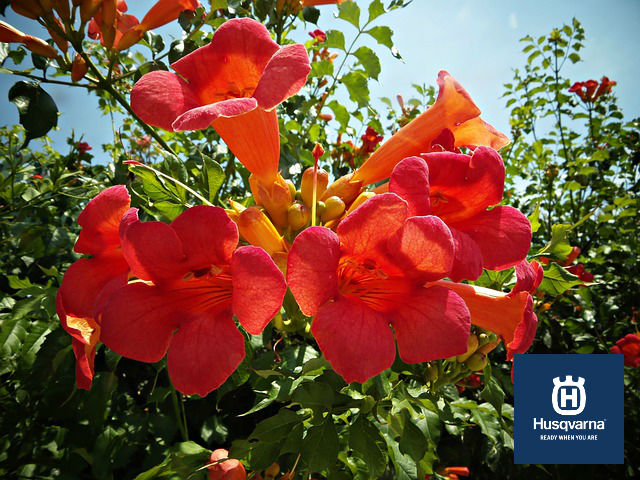 bignonias