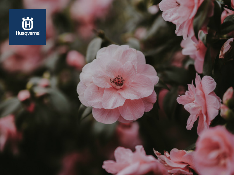 Camelia, el arbusto sinónimo de belleza y elegancia