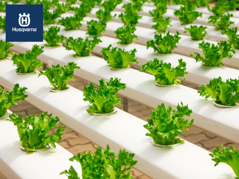 ¿Conoces la hidroponía el método de cultivo de moda?