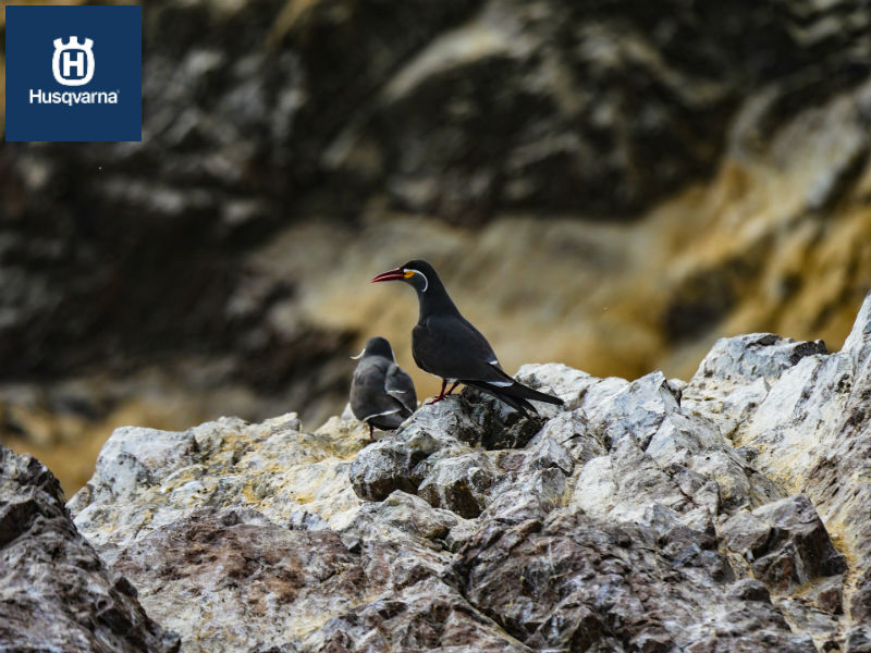 Guano, el sustrato natural de origen animal