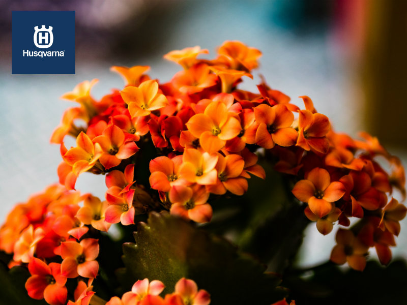 Cuidados del kalanchoe: Descubre como debes cuidarlo