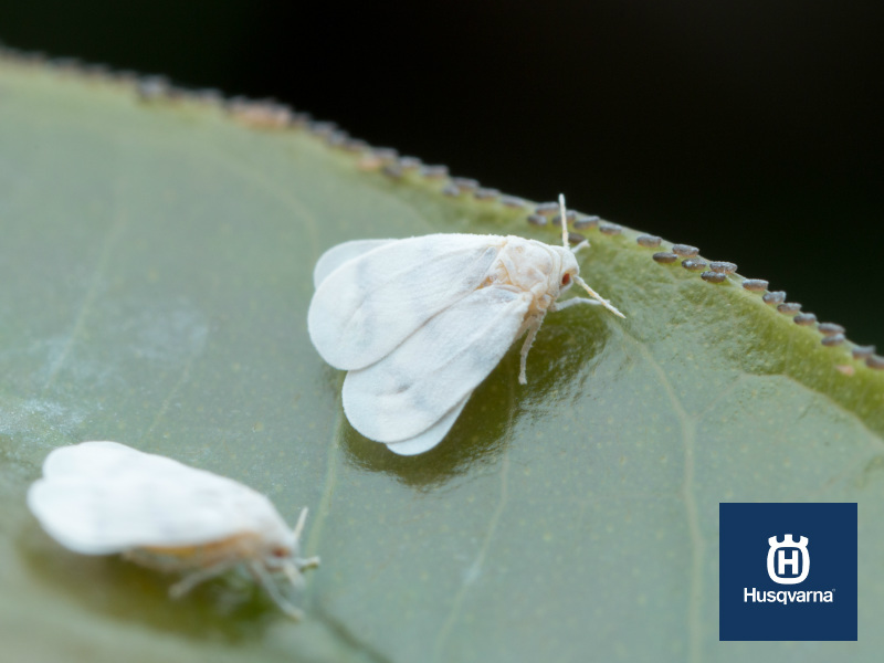 Identificar y erradicar la mosca blanca, la plaga de los cultivos