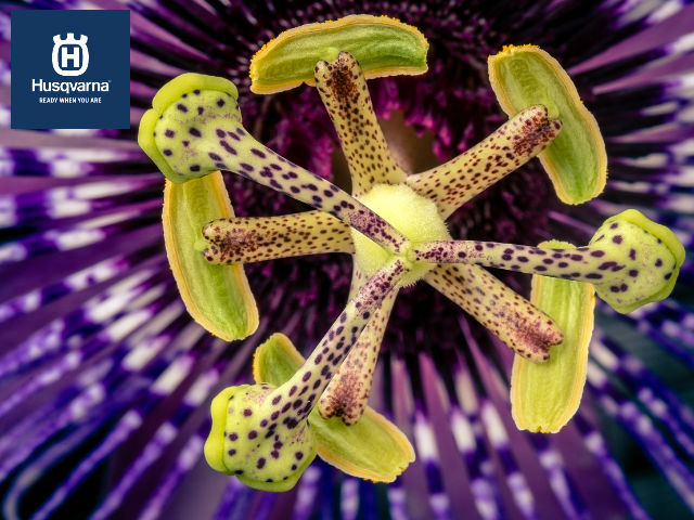 passiflora-flor