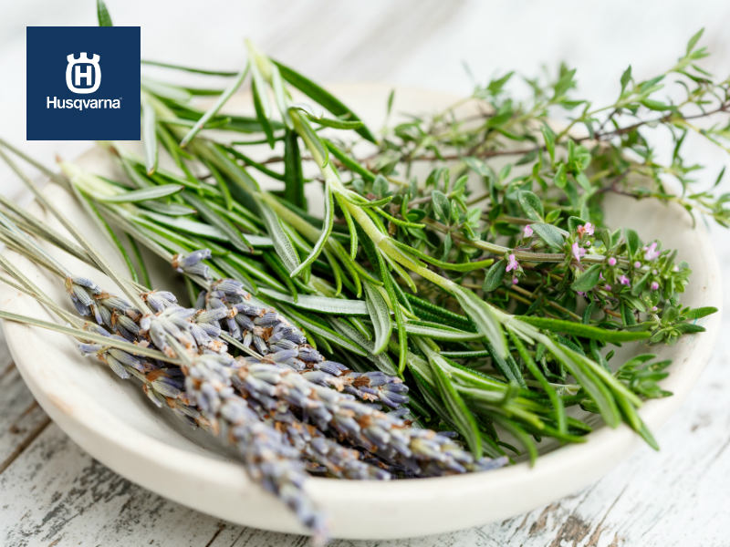 Descubre las cuatro plantas aromáticas más populares