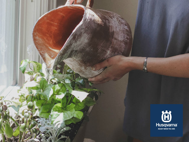 regar-planta