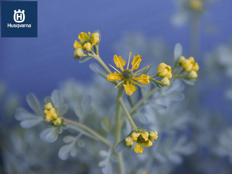 Conoce los secretos de la ruda, el arbusto de propiedades medicinales