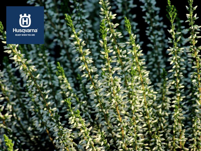 calluna-vulgaris-blanca
