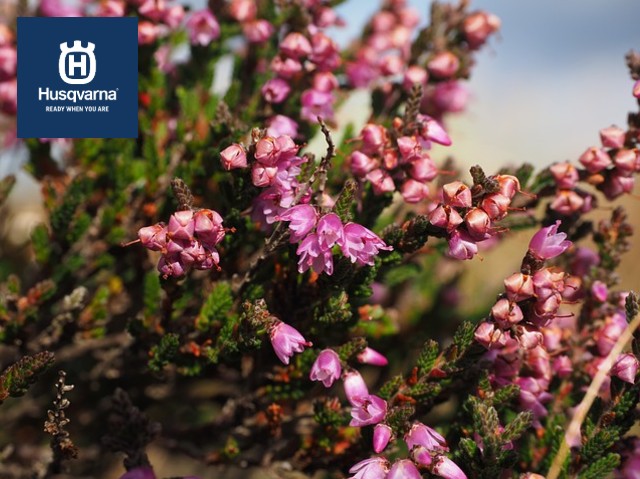 calluna-vulgaris-flores-rosas