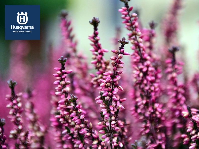 Calluna vulgaris, más que una planta decorativa, una especie resistente