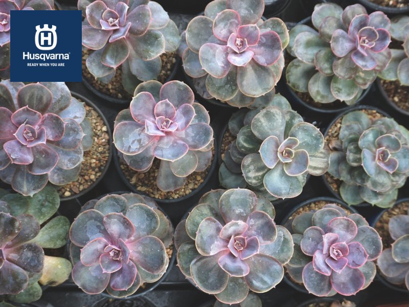 Los cuidados que necesita tu echeveria, la popular planta suculenta