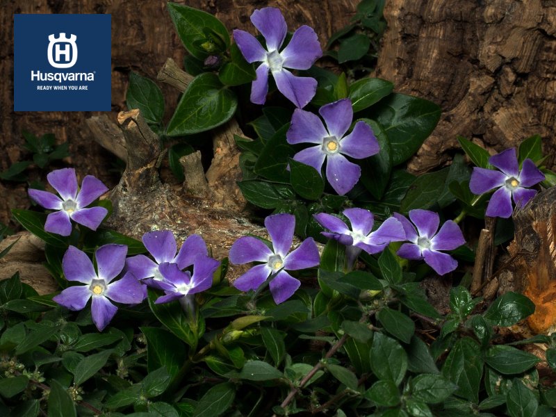 Vinca, la planta tapizante perfecta para decorar