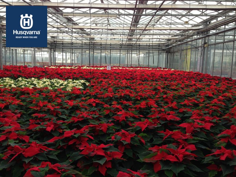 Euphorbia, uno de los géneros más variado que existe