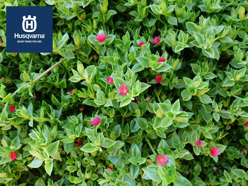 Aptenia cordifolia, una planta rastrera de preciosa apariencia