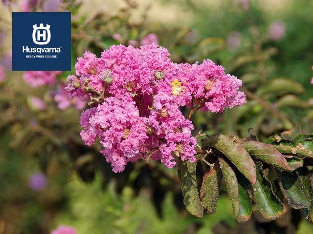 Decora Tu Jardin Con Arboles Ornamentales 4 Especies Populares Jardines Y Mucho Mas En Todohusqvarna